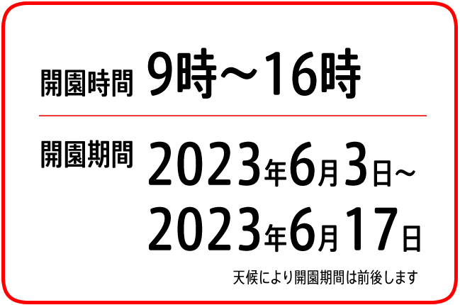 さくらんぼ園せきぐち さくらんぼ狩り 山梨 【関口農園】 料金について 料金表